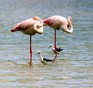 Flamingo's en Steltkluten in de Camargue ( Fr.)