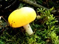 Gele berkenrussula ( Russula claroflava)