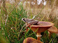 Een Bruine kikker op de paddenstoelhoed..
