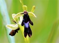 Vliegenorchis ( Ophrys insectifera ), macro. Zuid-Limburg.