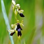 Vliegenorchis ( Ophrys insectifera)