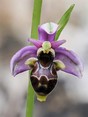Sniporchis ( Ophrys scolopax)