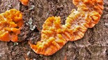 Oranje aderzwam ( phlebia merismoïdes) op dode beuken.