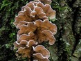 Paarse korstzwam ( Chondrostereum purpureum )