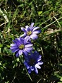 Oosterse anemoon ( Anemone blanda )
