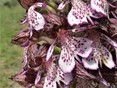 Purperorchis ( Orchis purpurea )