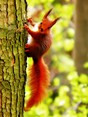 Jonge eekhoorn klimt als de beste tegen de boomstam omhoog!