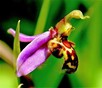 Bijenorchis ( Ophrys apifera sp trollii ) zeer zeldzame hybride.