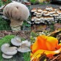 Collage paddenstoelen Clingse bos 31 okt 2021