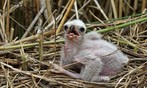 Jonge Bruine kiekendief op het nest.
