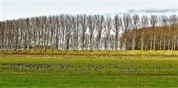 Diverse wilde ganzen aan de rand van de Ringdijk bij Prosperdorp en de Hedwigepolder