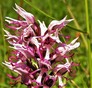 Aapjesorchis ( Orchis simia )