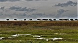 Koeien op weg over de gasdam richting hun graasweiden in de Saeftinghe.