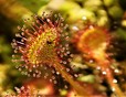 Ronde zonnedauw ( Drosera rotundifolia )