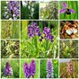 Collage wilde orchideeën in Zeeuws-Vlaanderen 2024