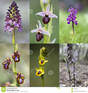 wilde orchideeën in Europa